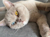 Stunning Lilac British Shorthair Boy with Odd Eyes - 15 Months - Neutered