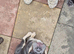 KC Registered Female French Bulldogs
