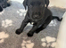Black Labradors boys and girls