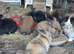 Bunny lionhead x mini lop
