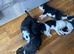 Border collie pups