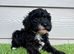 Black & White Stunning Cavapoo Male Puppy