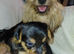 YORKSHIRE TERRIER PUPPIES WITH INDIVIDUAL VET HEALTH CERTIFICATE