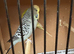 Budgies
