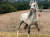 Garry the stunning sec a colt