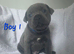 Stunning litter of blue Staffordshirebull terrier puppy's litter of 7 only 4 boys left