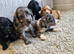 Cocker spaniel pups