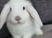 Beautiful Mini lop looking good a home .
