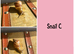 Baby giant African land snails (Lissachatina fulica)
