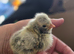Chicks & Chickens (various)