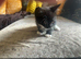 Cute kittens