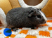 Bonded Baby Male Guinea Pigs
