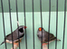 Triple black zebra finches