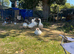 Emdem geese