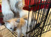 Pure ragdoll kittens