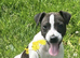 Jack Russell