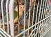 Green cheek conure