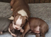 KC registered Boston Terrier puppies