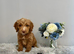 Beautiful Cockapoo Puppies - Ready Now