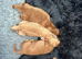 Adorable cockapoo puppies