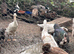Runner ducks