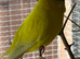 Budgies for sale