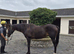 Sane sensible homebred 16h 13yo Irish TB mare RORE