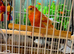Orange and yellow / red rump parrot