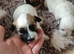 MALTIPOO PUPPIES 3 GIRLS 2 BOYS