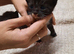 3 week old kitten for sale but not ready for another few weeks