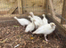 6 crollwitzer turkey chicks for sale