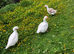 Pair of Embden Geese for sale &pound;80