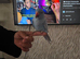 Blue baby fully hand tame ringneck