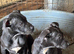 Playful Staffy Pups