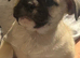 British bulldog cross only 2 boys left