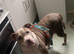 American bully cross puppy