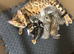 2 LOVING Scottish Bengal kittens PERFECT MIX