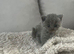 British short hair kittens