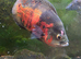 Fish Free to Good home