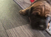 Cocker spaniel x Staffy x Sharpei