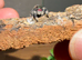 i8 female bahamas jumping spider ( only two left )