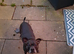 Mixed Staffy