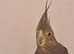 Some lovely cockatiels
