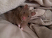 Syrian Hamster full set up