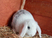 8 week old mini lop
