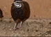 Harlequin quails pair