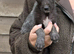 Wolfhound/Caucasian