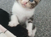All sold .. 4 beautiful kittens