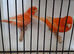 2 red factor canaries