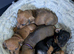 Minature Dachshund
